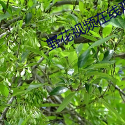 野花视(視)频在(在)线观(觀)看视频完整