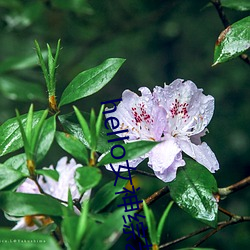 hello女神综艺节(節)目在线