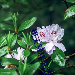 箫天策高薇薇完整版