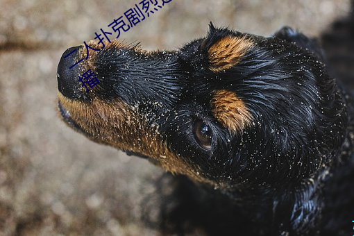 二人扑克剧烈运动视频教程支持高清点播