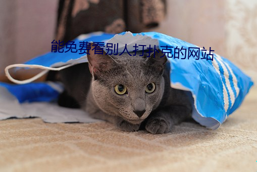 能免费看别(bié)人打扑克的网站