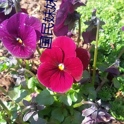 國民妹妹