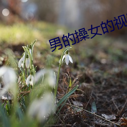 男的操(cāo)女的视频