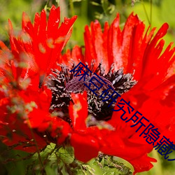 麻豆研究所隐藏入口