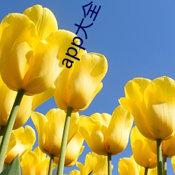 app大全