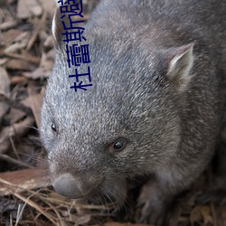 杜蕾斯避孕套