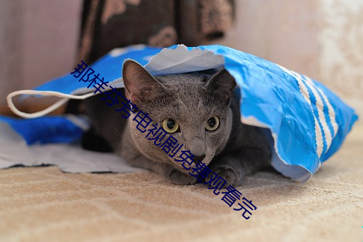 那样芬芳电视剧免费观看完
