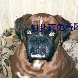 打扑克免费区免费观看