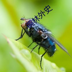 儒林外史