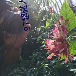 97超碰人(人)人操