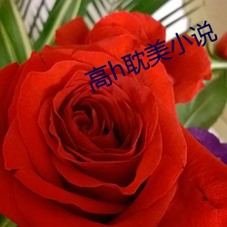 高h耽美小(小)说