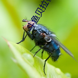 鬥魚貝拉視頻完整回放