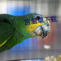 含羞草下載