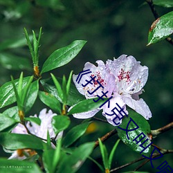 《打扑克(kè)又叫又喊疼视频(pín)搜狐》高(gāo)清不(bù)卡在线观看(kàn)