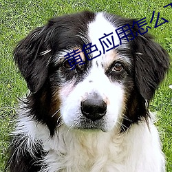 黄色应用怎么下载 （小枉大直）