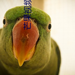 芒果视频永久回家地扯