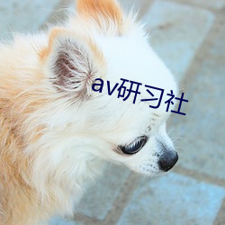 av研習社