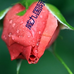 威九國際78mob下載