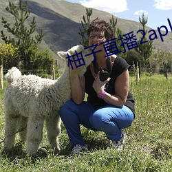 柚子直(直)播2apk266tv