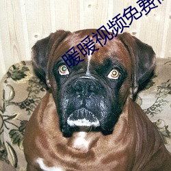 暖暖视频免(免)费高清最(最)新期