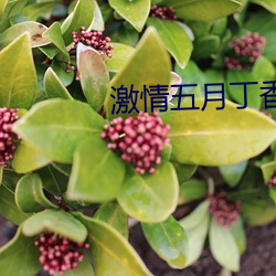 激情五月丁香五月婷婷
