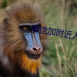 微信(xìn)加附近人软件