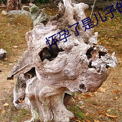 怀孕了(le)是(shì)儿子(zi)的(de)