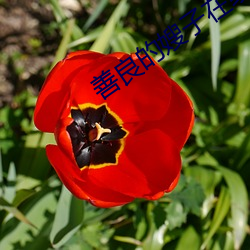 善良(liáng)的嫂(sǎo)子在线观看免费
