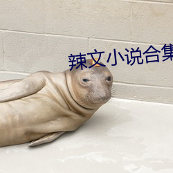辣文小说合(hé)集