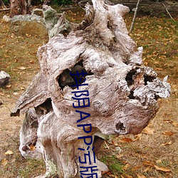 抖陰app汙版下載
