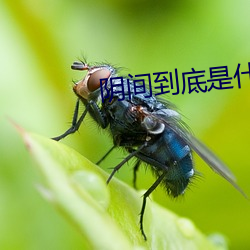阴间到底是什么