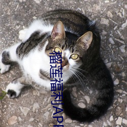 榴莲福利app导航