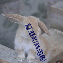 灯草和肖(xiào)电影(yǐng)