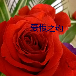 愛恨之約
