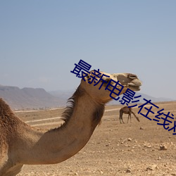 最新电影在(在)线观看