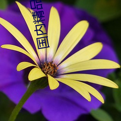 国内精品乱码(碼)卡一(一)卡2卡麻