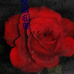 橙色直播(bō)2023版app下载