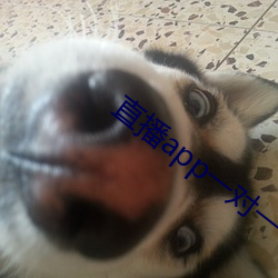 直(zhí)播app一(yī)对一