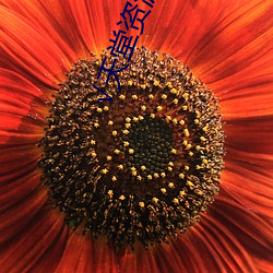 √天堂資源種子