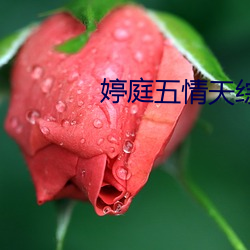婷庭五(wǔ)情天综合(hé)免费(fèi)