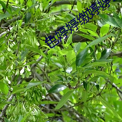 色婷婷缴婷婷5月(月)情综天天(天)