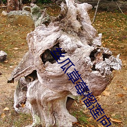 絲瓜草莓榴蓮向日葵秋葵芭樂綠巨人