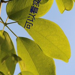 可以看实(實)战(戰)的直播