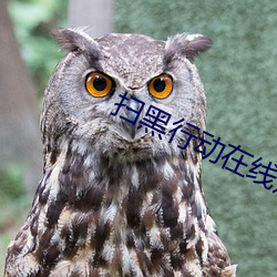 扫黑行动在线观(guān)看(kàn)免(miǎn)费高(gāo)清