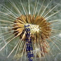 18岁的逼逼(bī)app.