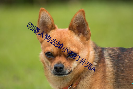 动漫人物去掉小内打扑克a