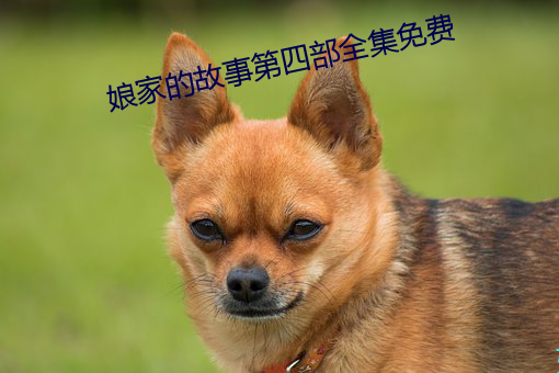 娘家的故事第四部全集免费